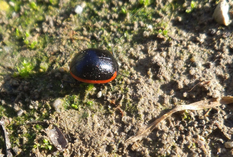 Crisolina criofila 2: Chrysolina rossia  Illiger